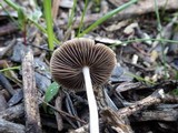 Psathyrella spadiceogrisea image