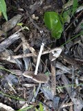 Psathyrella spadiceogrisea image