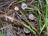 Mycena capillaripes image