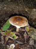 Echinoderma asperum image