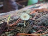 Lichenomphalia umbellifera image