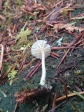 Lichenomphalia umbellifera image