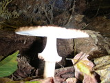 Echinoderma asperum image