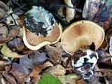 Cortinarius xanthodryophilus image