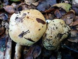 Cortinarius xanthodryophilus image