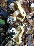 Cortinarius xanthodryophilus image