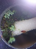 Lichenomphalia umbellifera image