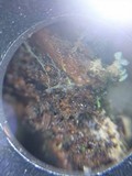 Lichenomphalia umbellifera image
