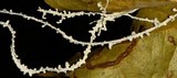 Brunneocorticium corynecarpon image