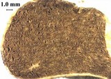 Image of Xerocomellus mcmurphyi