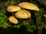Gymnopilus luteus image