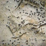 Anisomeridium polypori image