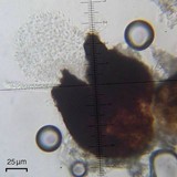 Anisomeridium polypori image