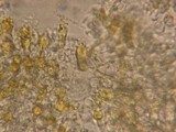 Mycena aurantiomarginata image