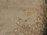 Mycena aurantiomarginata image