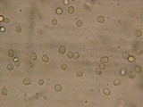 Mycena elegantula image