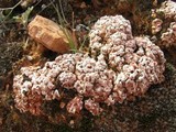 Psora decipiens image