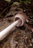 Psathyrella longipes image