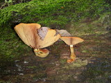 Gymnopilus luteus image