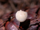 Strobilurus trullisatus image