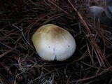 Tricholoma arvernense image