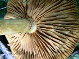 Gymnopilus luteus image