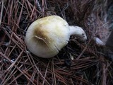 Tricholoma arvernense image