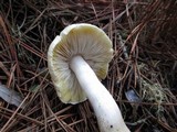 Tricholoma arvernense image