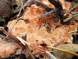 Abortiporus biennis image