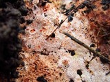 Abortiporus biennis image