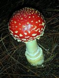 Amanita muscaria var. flavivolvata image