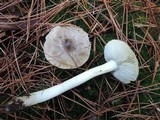 Tricholoma portentosum image