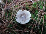 Tricholoma portentosum image