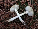 Tricholoma portentosum image