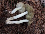 Tricholoma portentosum image