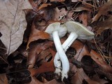 Tricholoma portentosum image