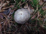 Tricholoma portentosum image