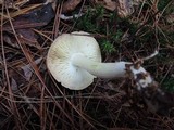 Tricholoma portentosum image