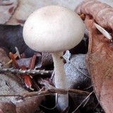 Gymnopus confluens image