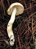 Tricholoma arvernense image