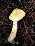 Tricholoma arvernense image