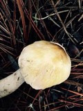 Tricholoma arvernense image