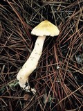 Tricholoma arvernense image