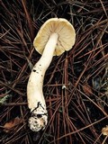 Tricholoma arvernense image