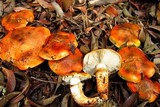 Tricholoma focale image