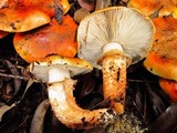 Tricholoma focale image