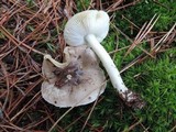 Tricholoma portentosum image