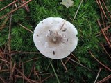 Tricholoma portentosum image