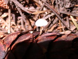 Strobilurus trullisatus image