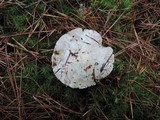 Tricholoma marquettense image